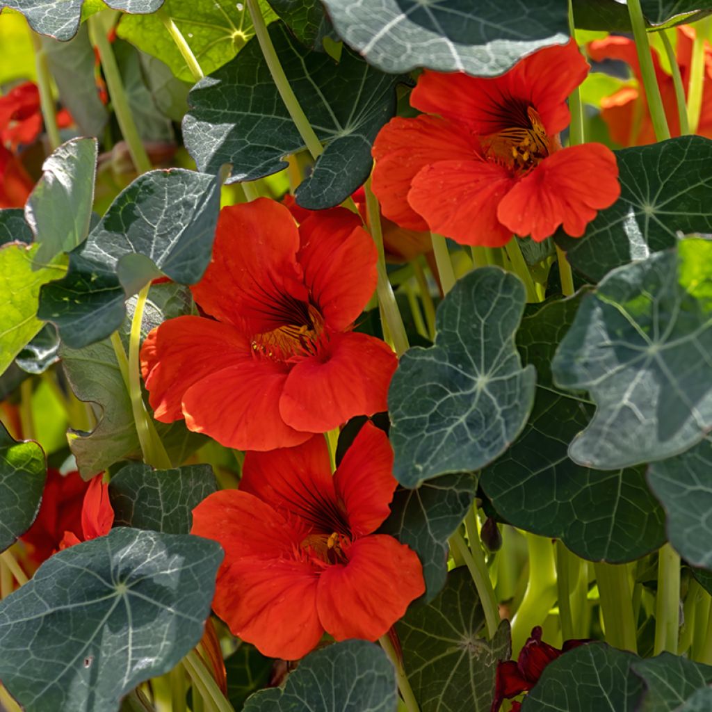 Graines de Capucine naine Princess of India - Tropaeolum majus