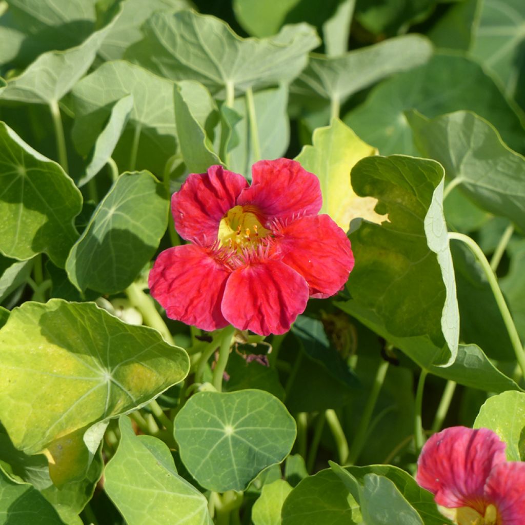 Graines de Capucine naine  Whirlybird Cherry Rose - Tropaeolum majus