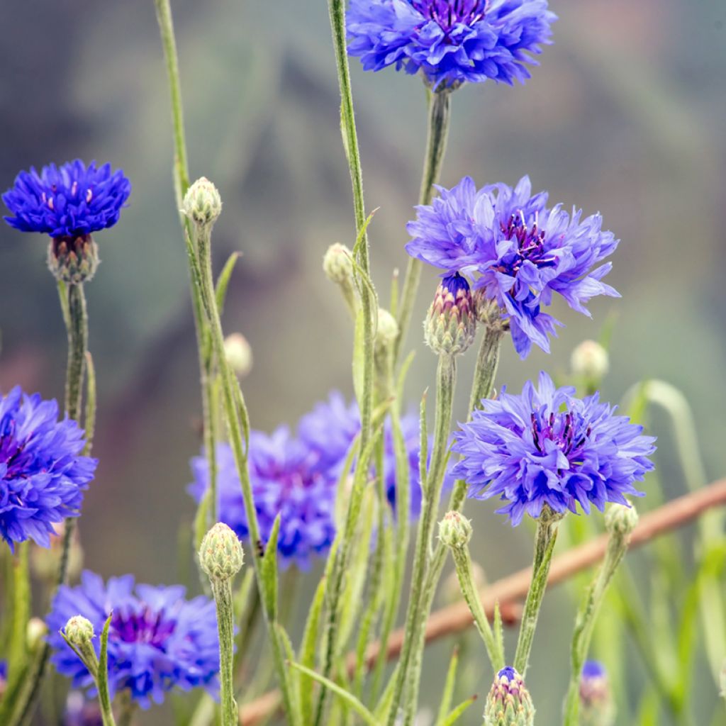 Graines de Centaurée bleuet sauvage - Centaurea cyanus 