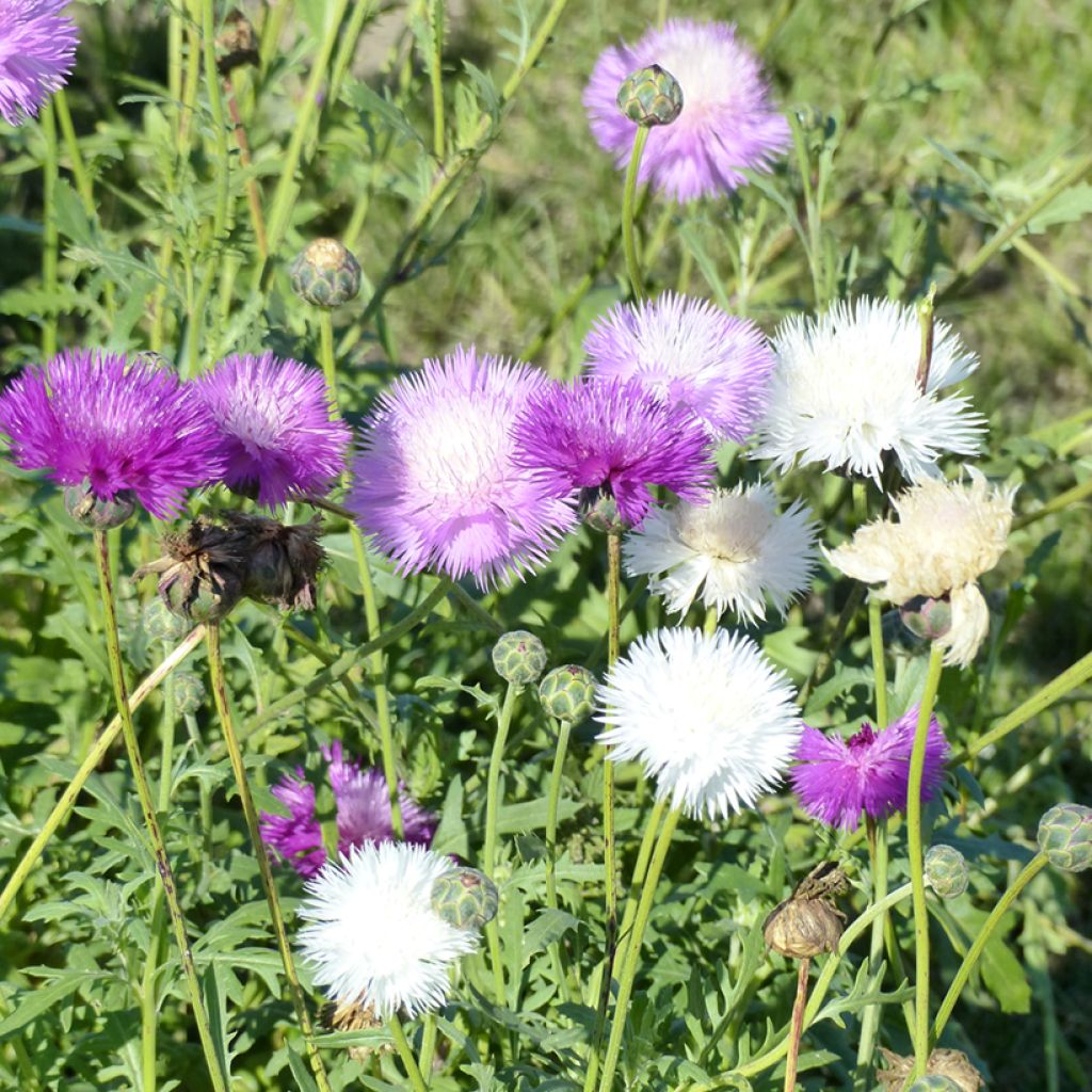 Graines de Centaurée musquée Mix - Centaurea moschata