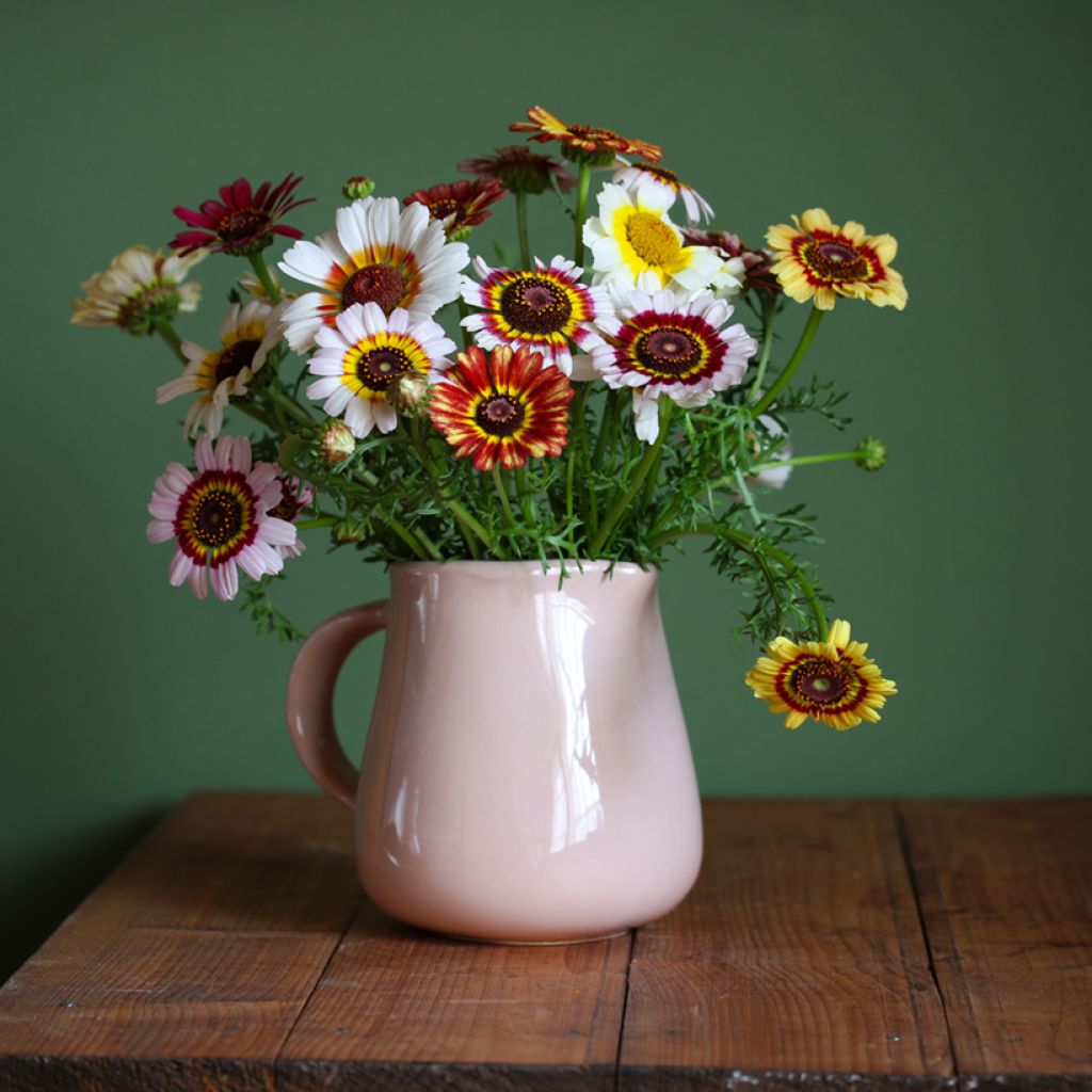 Graines de Chrysanthème à carène Rainbow - Chrysanthemum carinatum