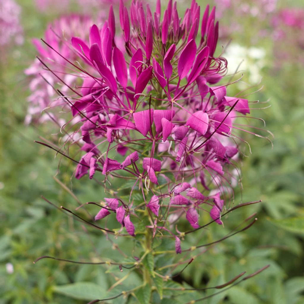 Graines de Cleome épineux Violet Queen - Cleome spinosa