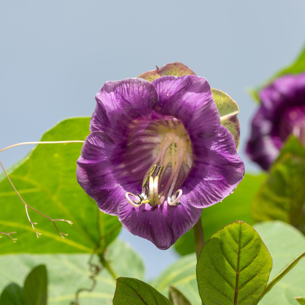 Graines de Cobée grimpante Violet Blue Bells - Cobea scandens