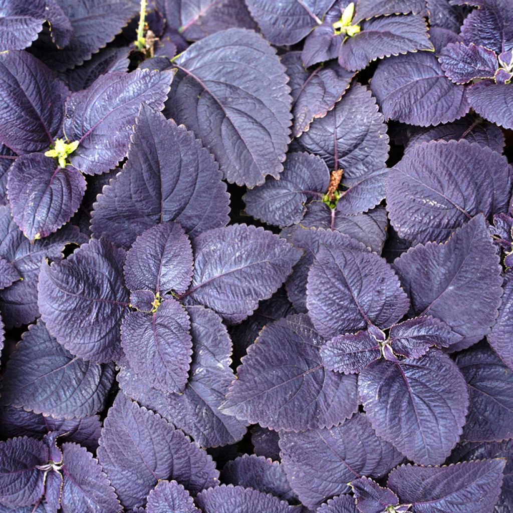 Graines de Coléus Palisandra - Solenostemon scutellaroides 