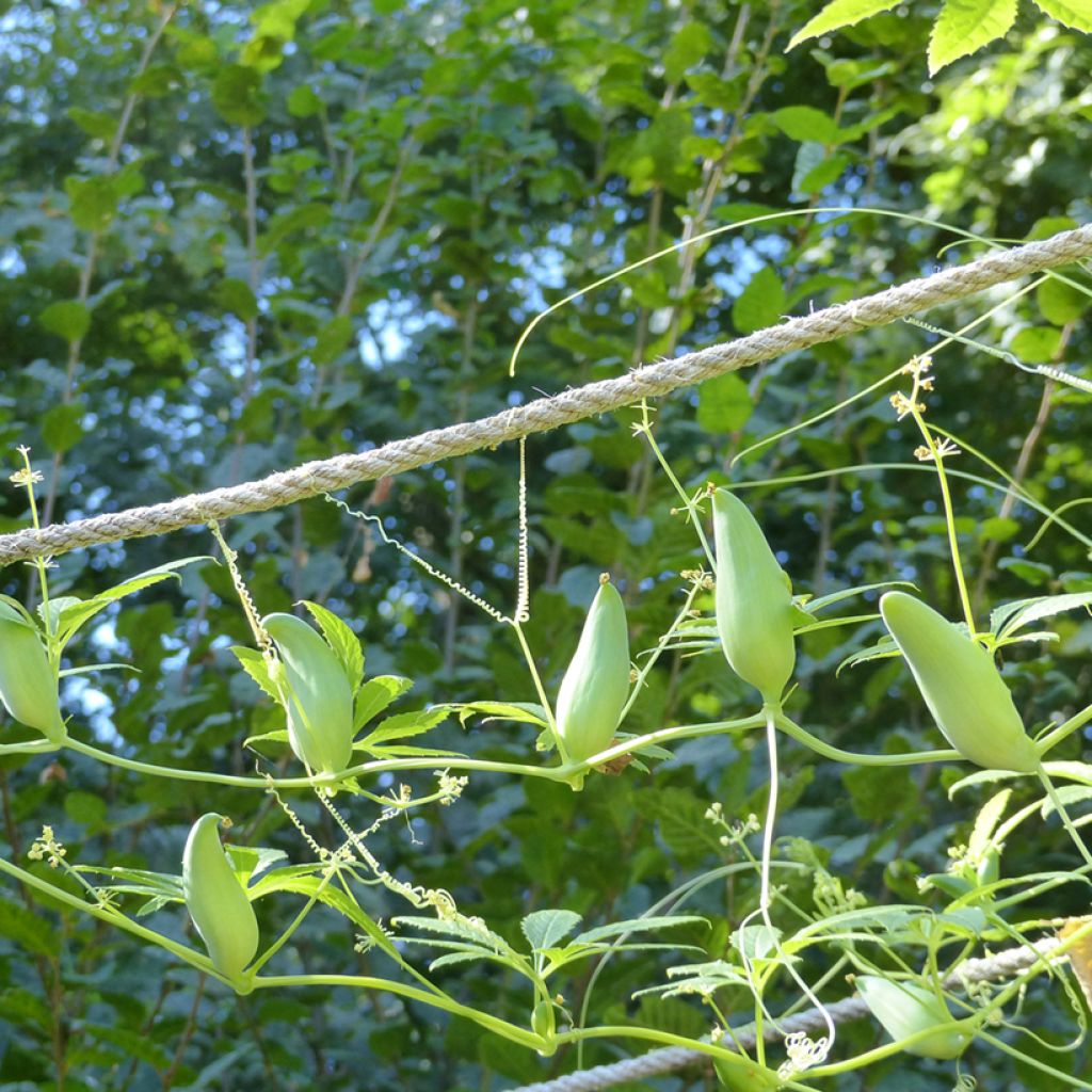 Graines de Concombre des Andes - Cyclanthera pedata