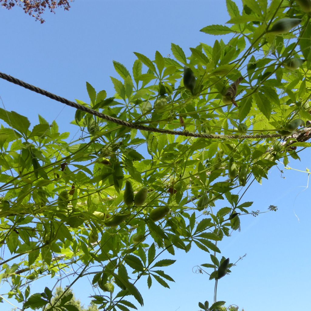 Graines de Concombre des Andes - Cyclanthera pedata