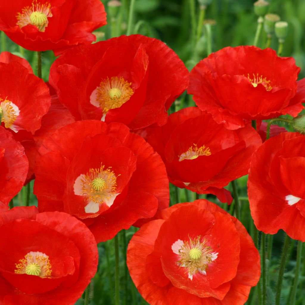 Graines de Coquelicot American Legion - Papaver rhoeas