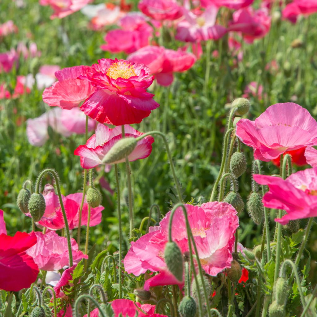 Graines de Coquelicot Falling in Love en mélange - Papaver rhoeas