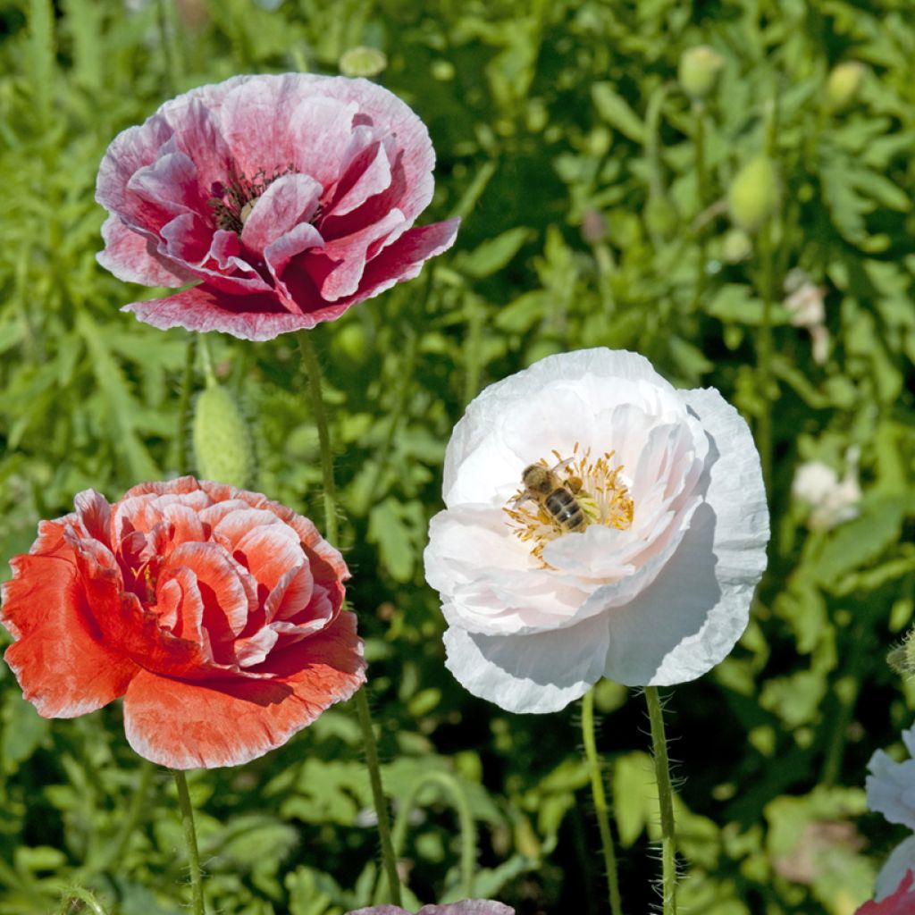 Graines de Coquelicot double Dawn Chorus Mix