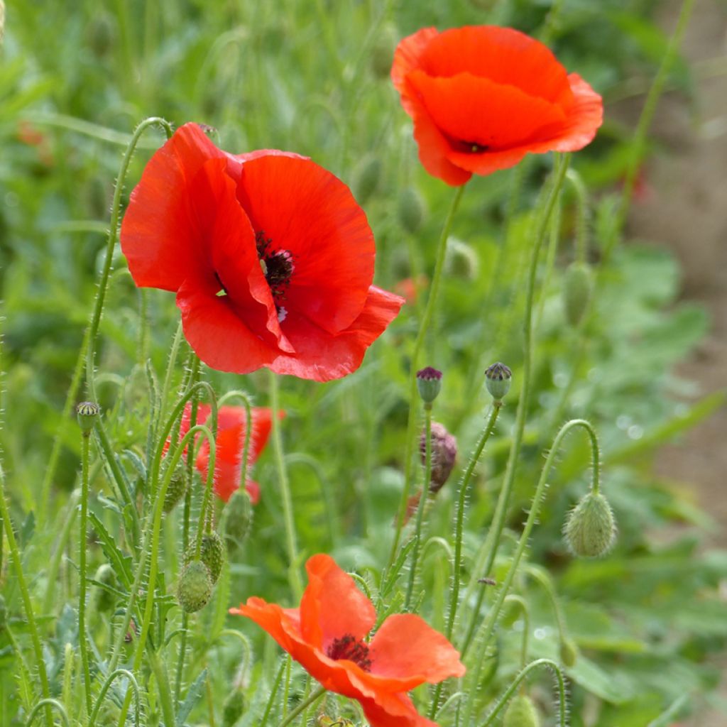 Graines de Coquelicot rouge BIO - Papaver rhoeas