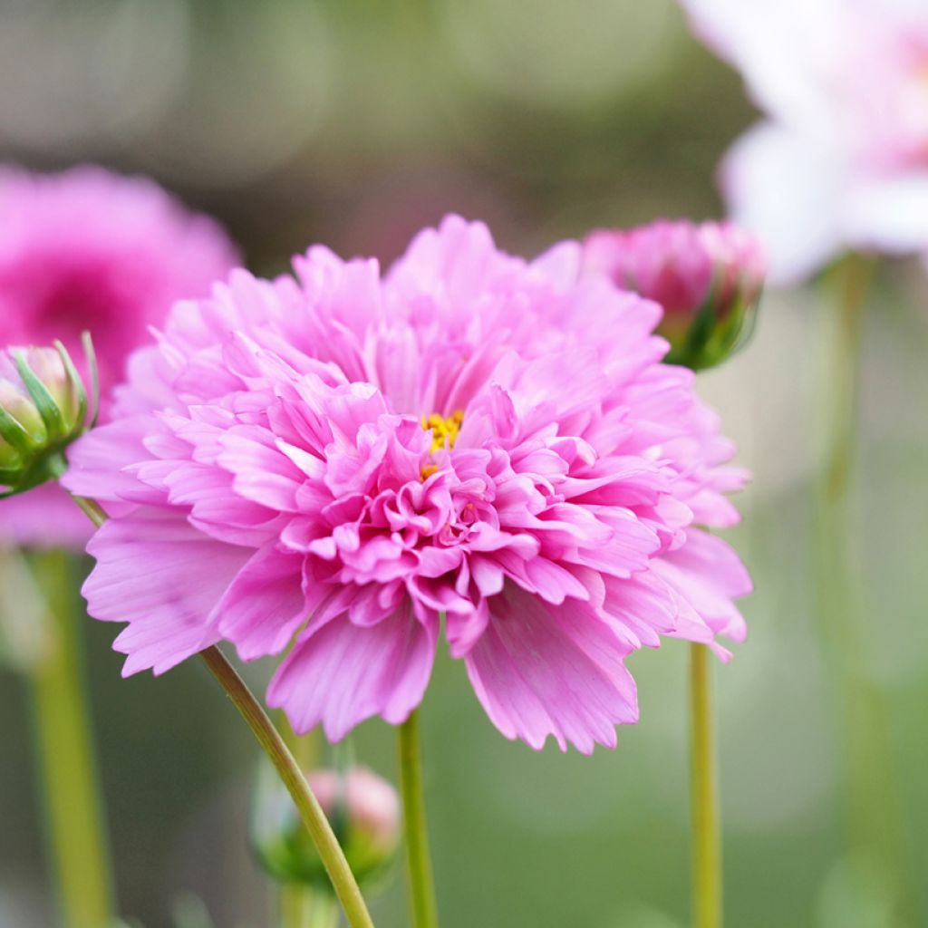 Graines de Cosmos Double Click Rose Bonbon - Cosmos bipinnatus