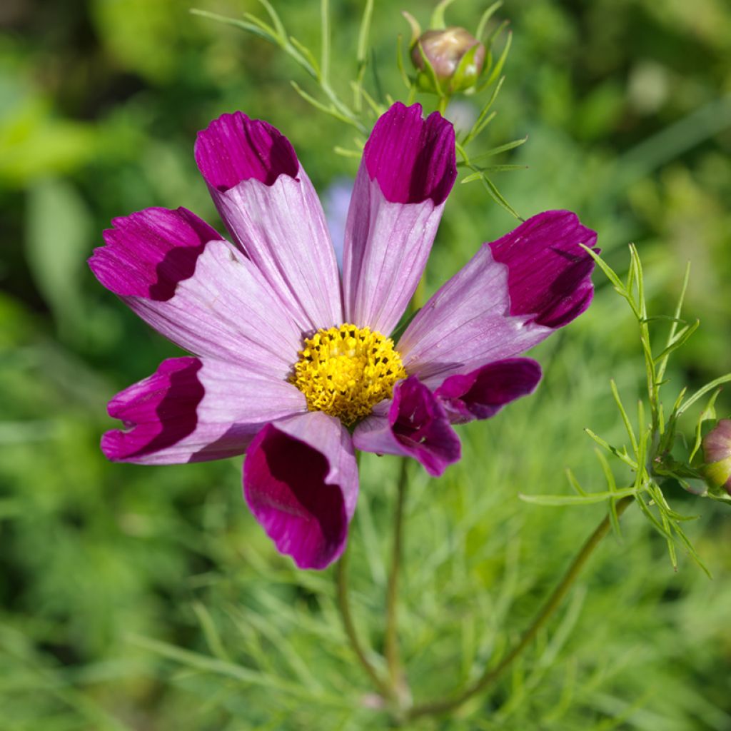 Graines de Cosmos Pied Piper Red - Cosmos bipinnatus