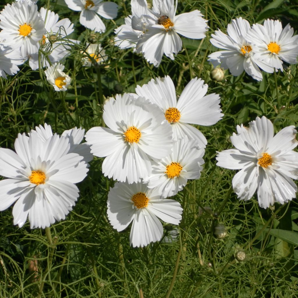 Graines de Cosmos Psyché White - Cosmos bipinnatus