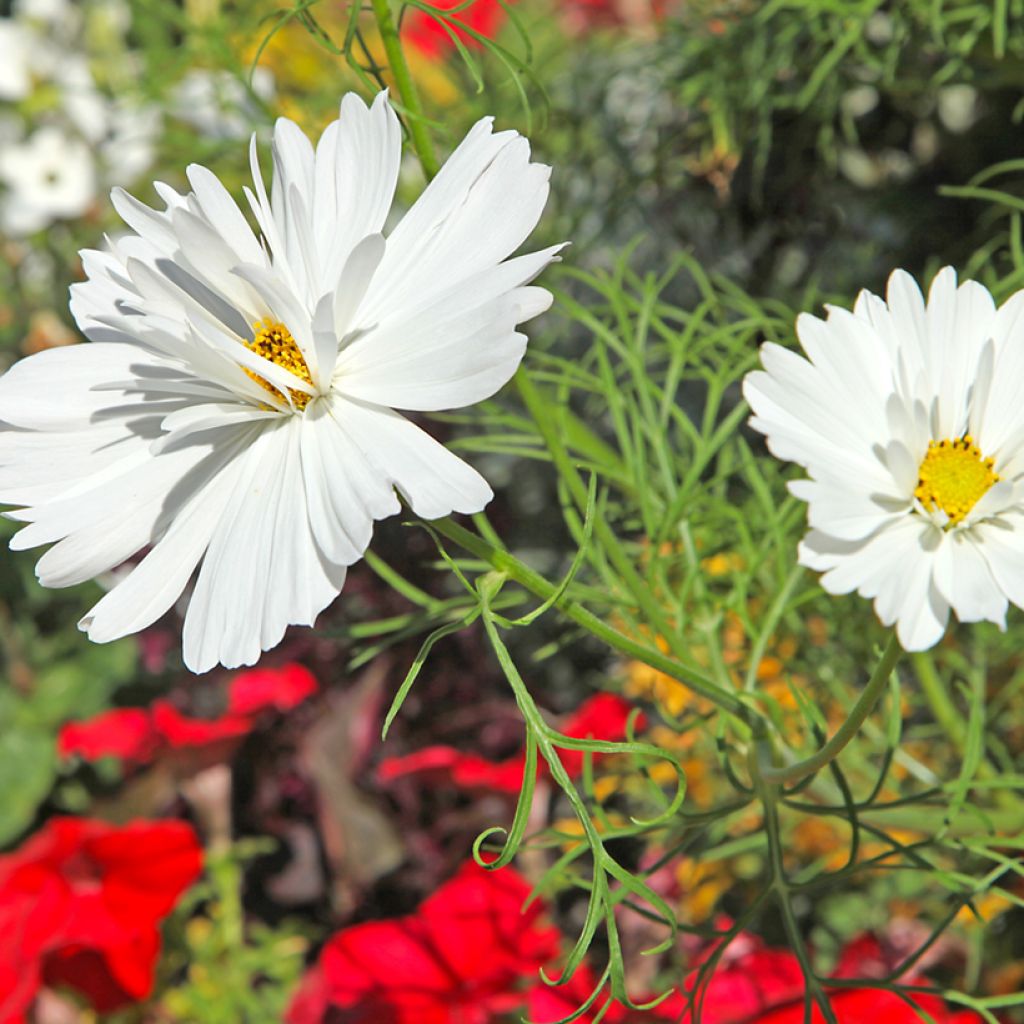 Graines de Cosmos Psyché White - Cosmos bipinnatus