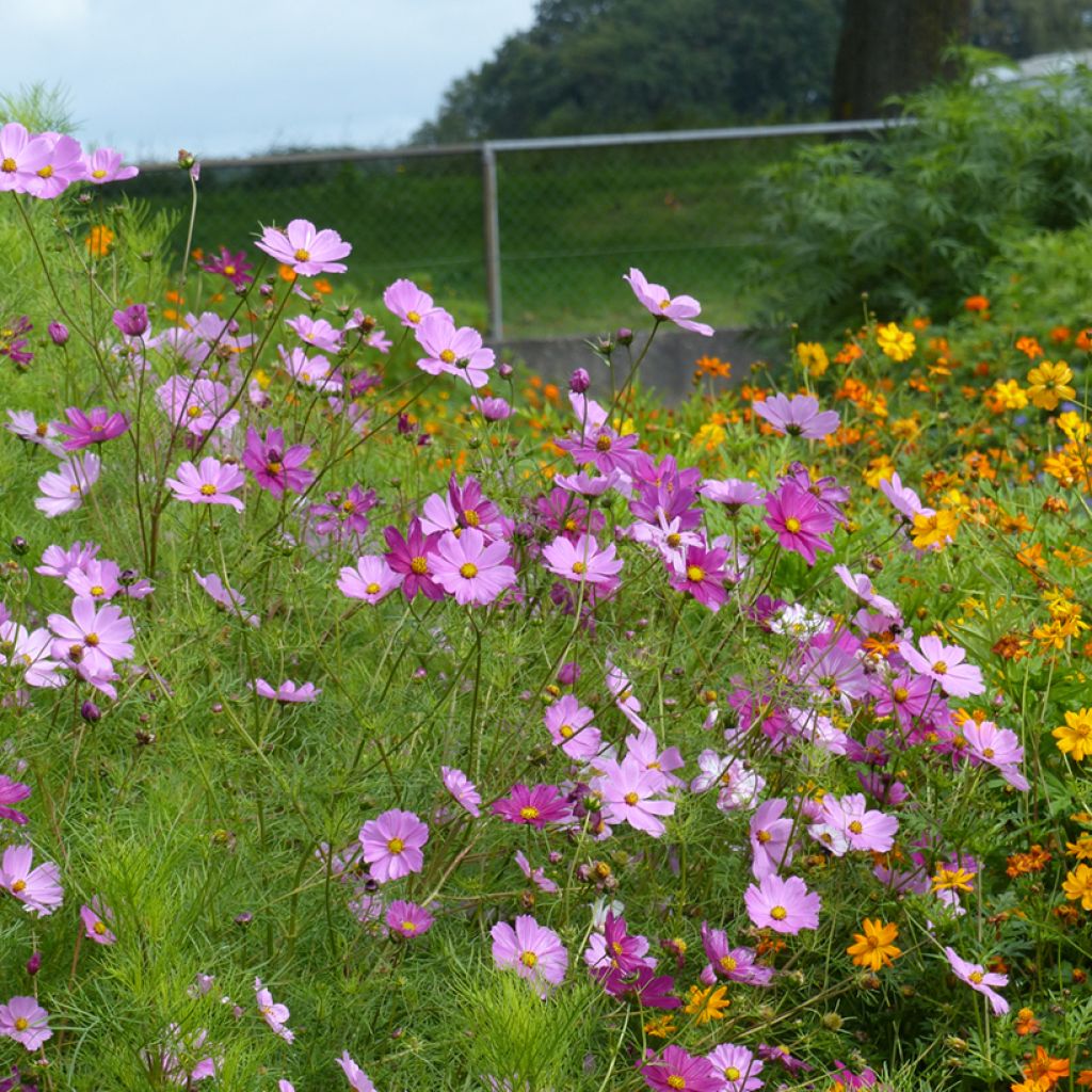 Graines de Cosmos Sensation Mix BIO - Cosmos bipinnatus