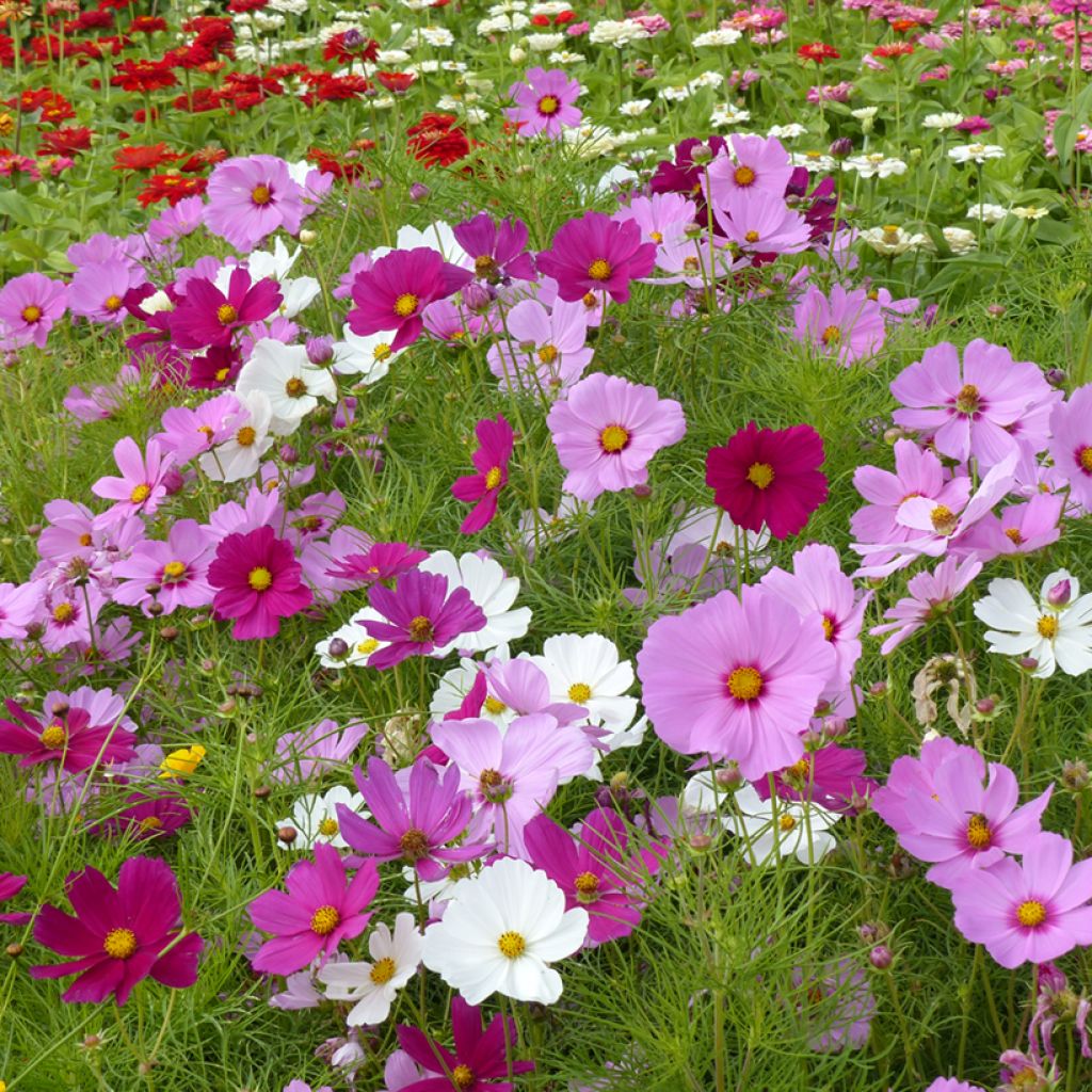 Graines de Cosmos Sensation Royal nain Mix - Cosmos bipinnatus