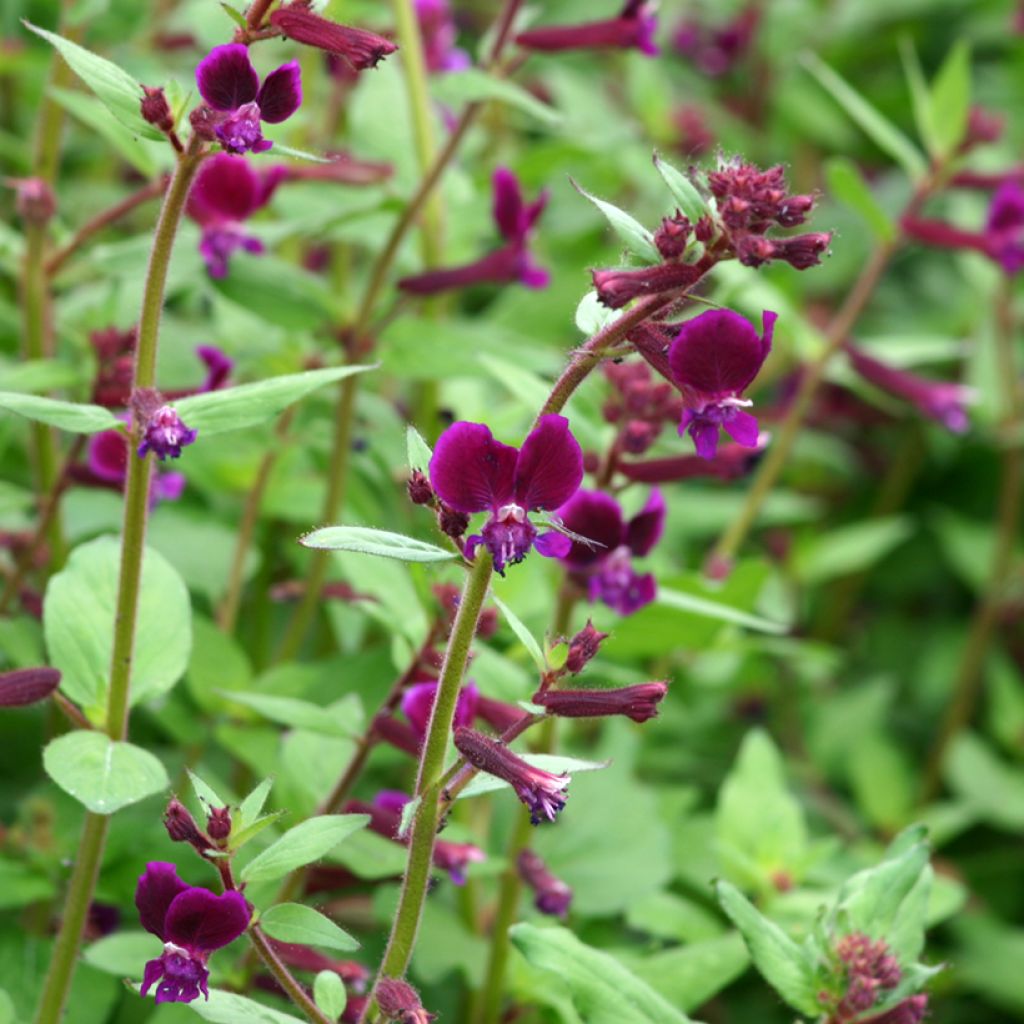 Graines de Cuphea lanceolata Purple Passion