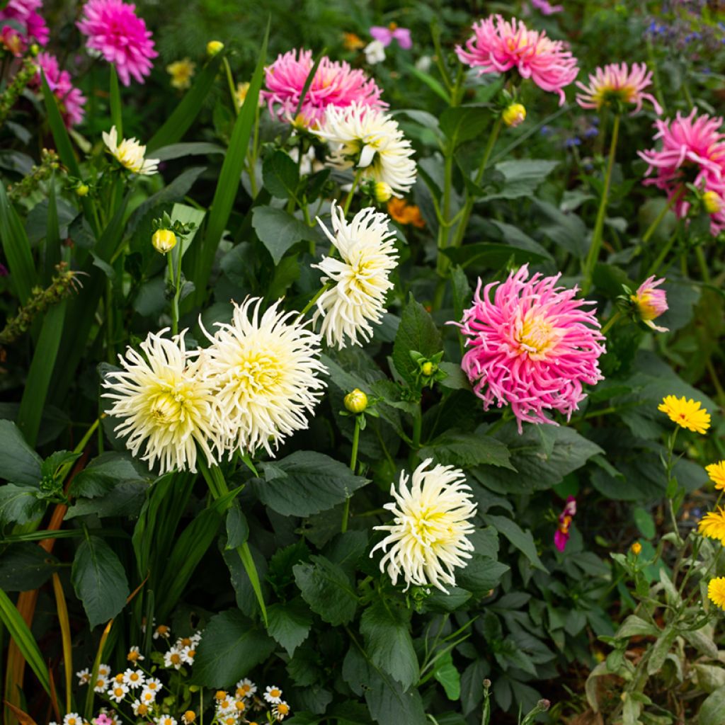 Graines de Dahlia Cactus Hybrids Mix