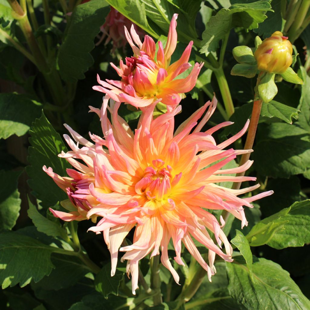 Graines de Dahlia Cactus Hybrids Mix