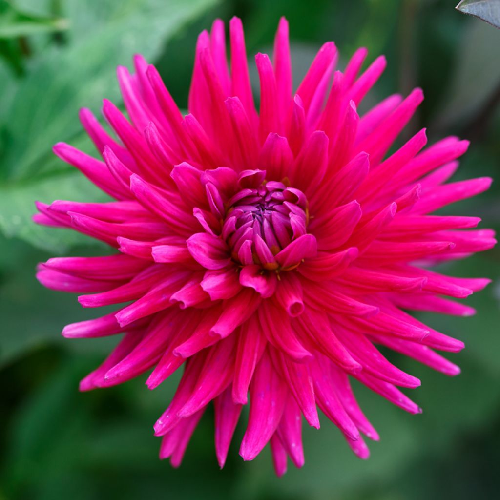 Graines de Dahlia Cactus Hybrids Mix