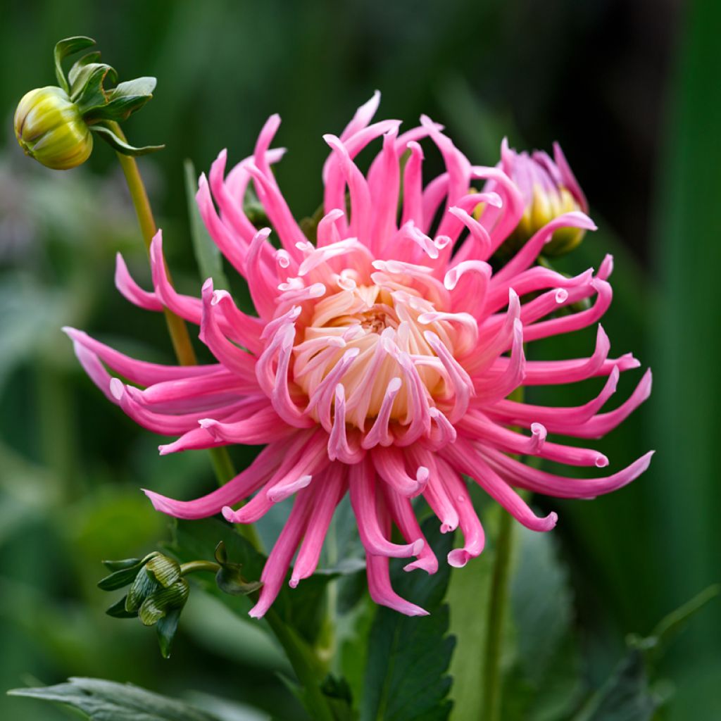 Graines de Dahlia Cactus Hybrids Mix