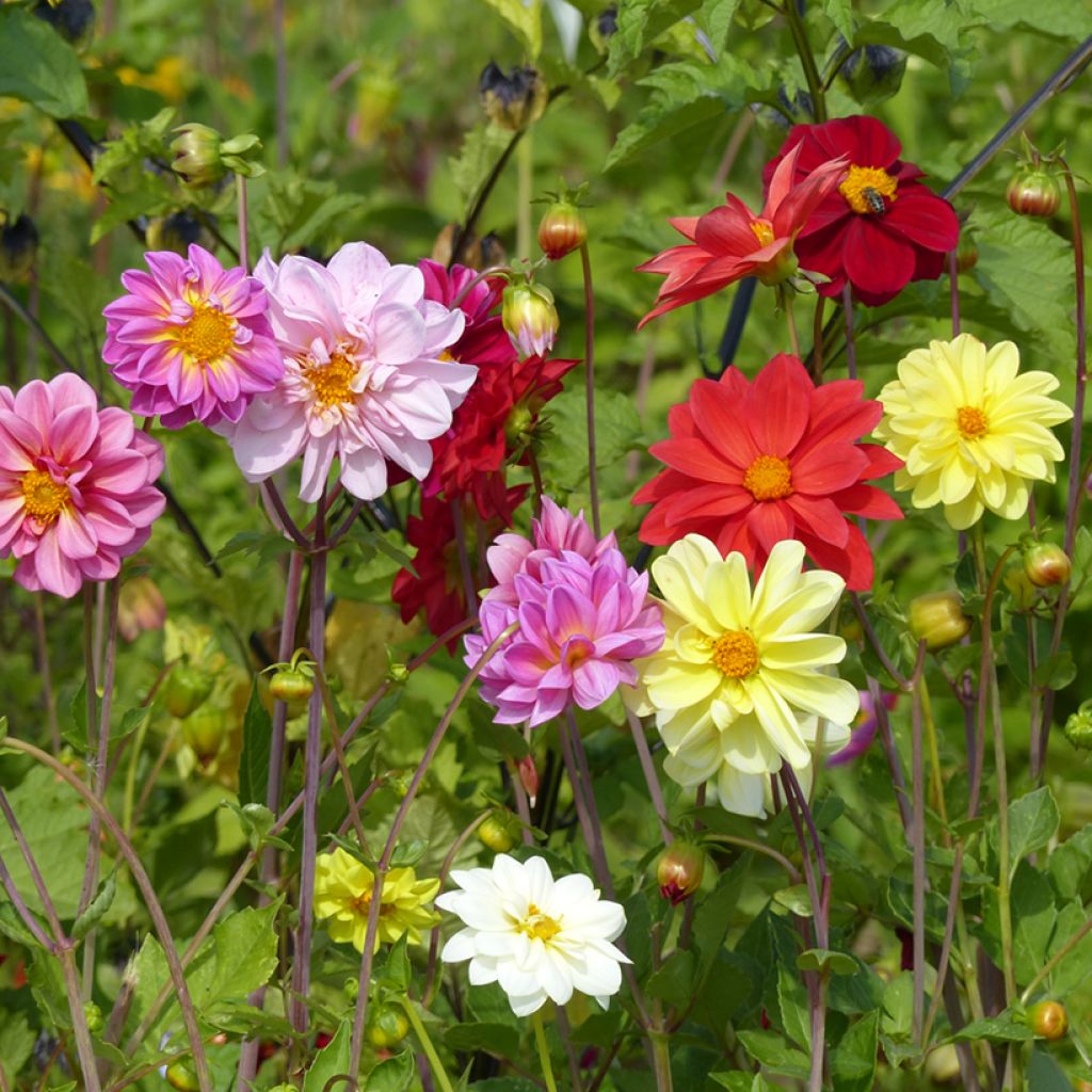 Graines de Dahlia nain Unwin Ideal Mix