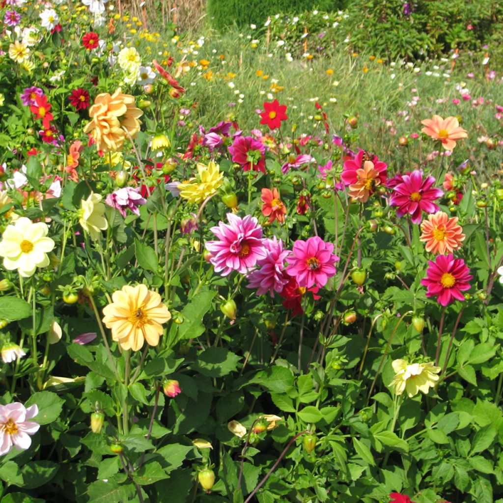 Graines de Dahlia nain Unwin Ideal Mix