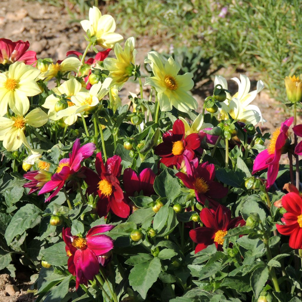 Graines de Dahlia nain simple Mignon Mix