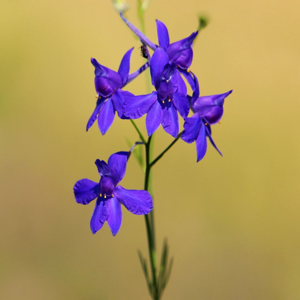 Graines de Delphinium Blue Cloud - Pied d'alouette annuel