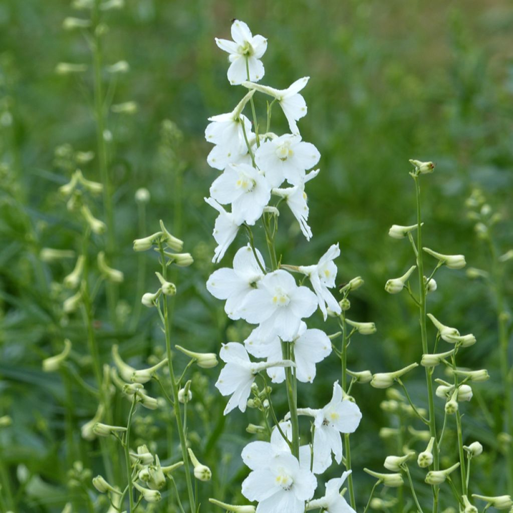 Graines de Delphinium belladonna Casablanca - Pied d'Alouette vivace