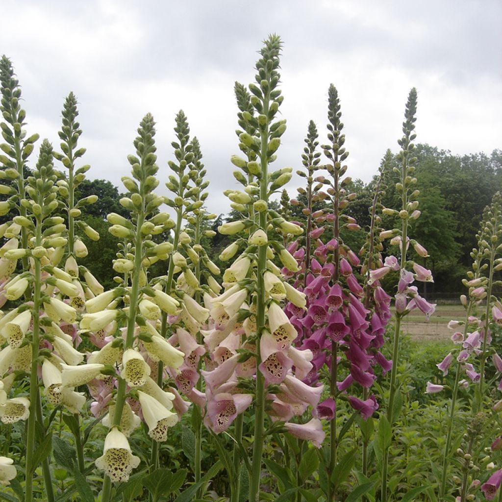 Graines de Digitale Foxy Mix - Digitalis purpurea