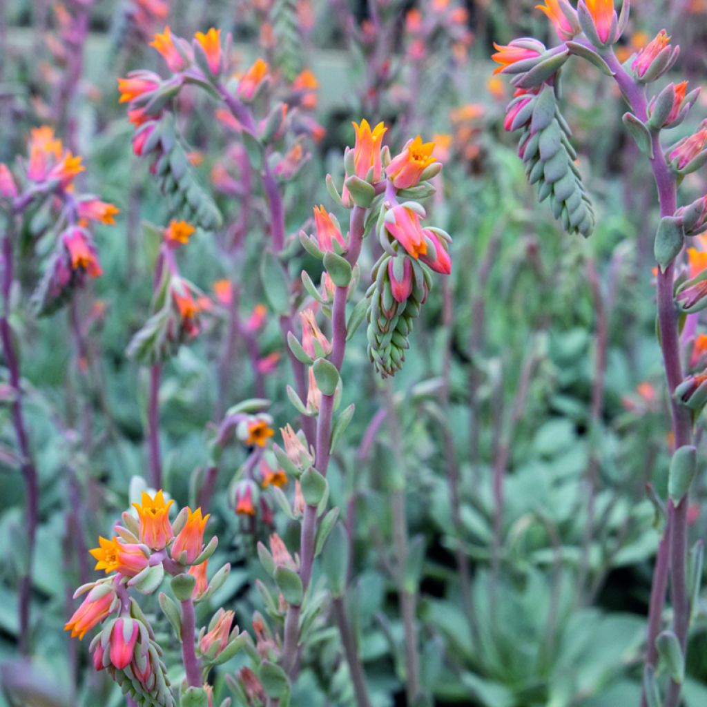 Graines de Echeveria peacockii Urban Orange (enrobées)