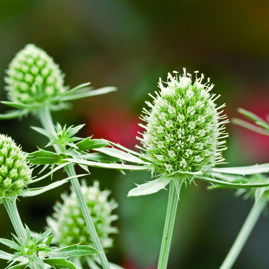 Graines d'Eryngium planum White Glitter - Panicaut