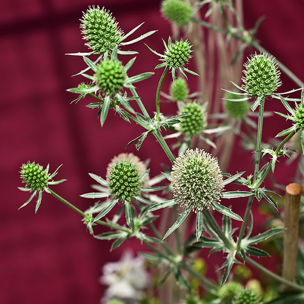 Graines d'Eryngium planum White Glitter - Panicaut