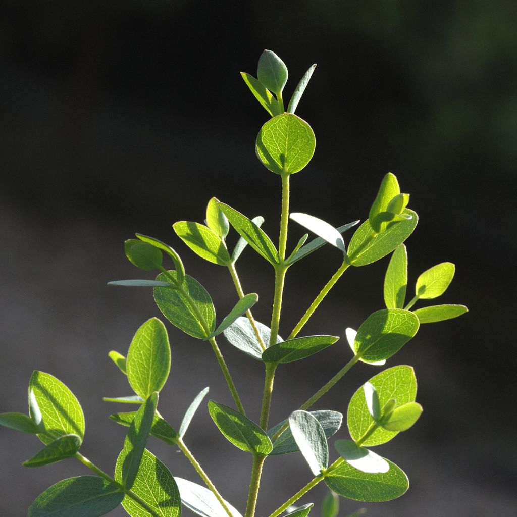 Graines d'Eucalyptus parvifolia Boxwood - Eucalyptus parvula