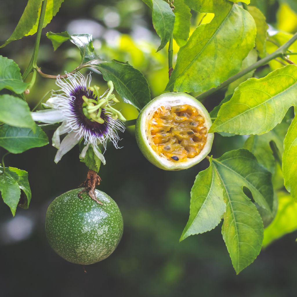 Graines de Fleur de la Passion - Passiflora edulis