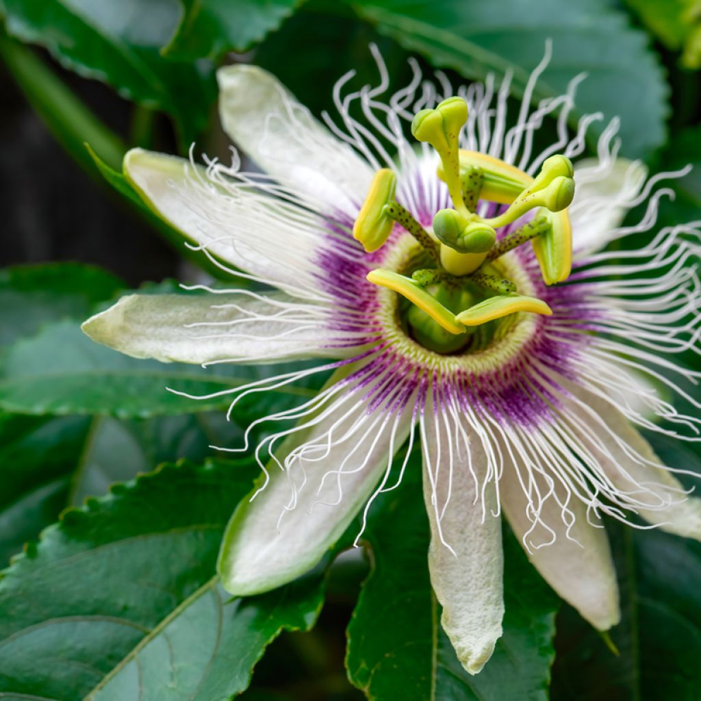 Graines de Fleur de la Passion - Passiflora edulis