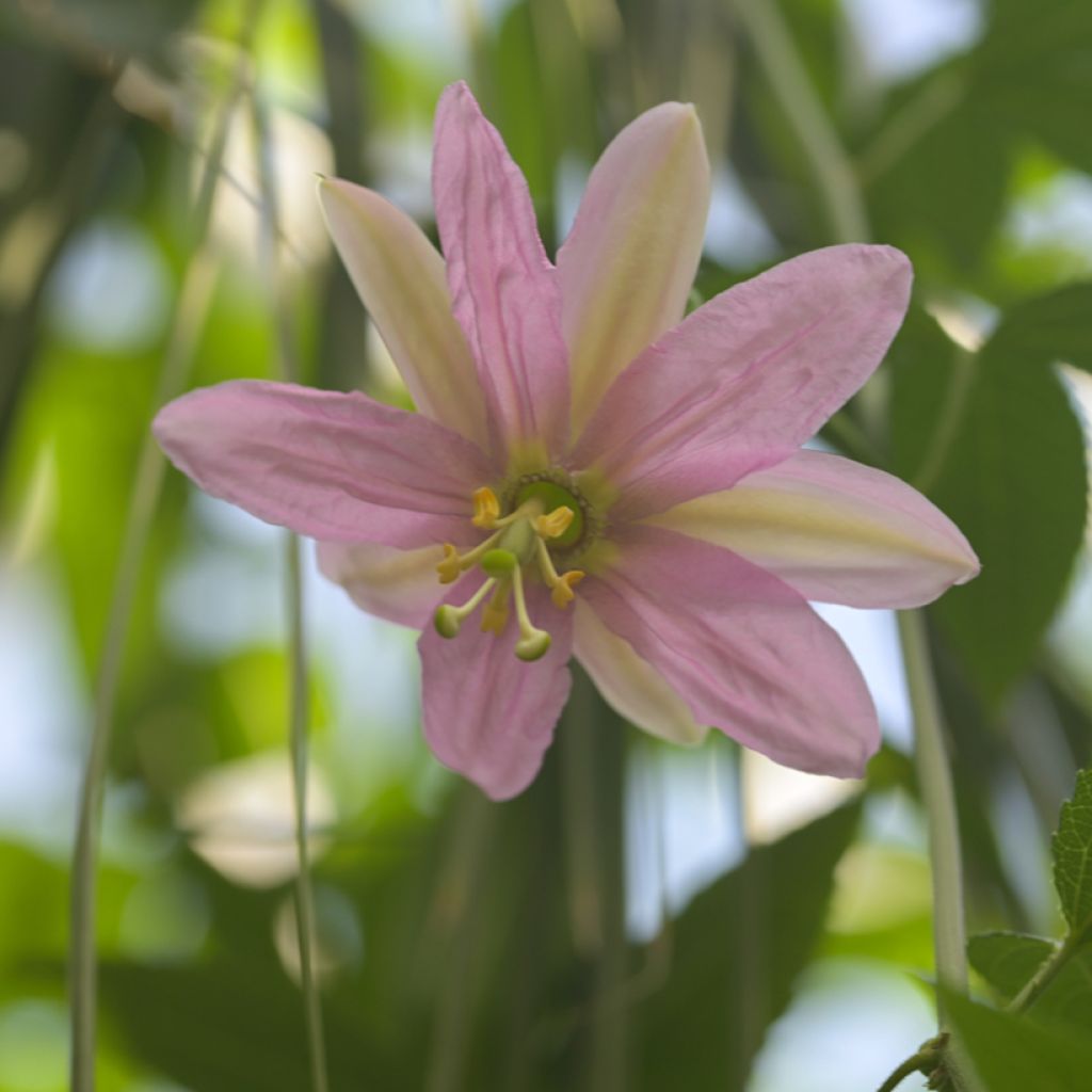 Graines de Fleur de la Passion - Passiflora tripartita var. mollissima