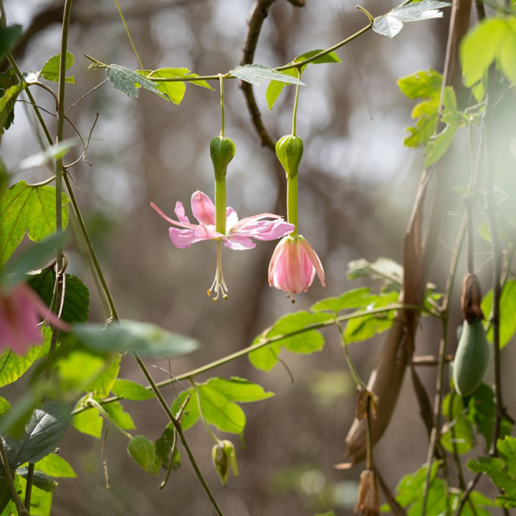 Graines de Fleur de la Passion - Passiflora tripartita var. mollissima