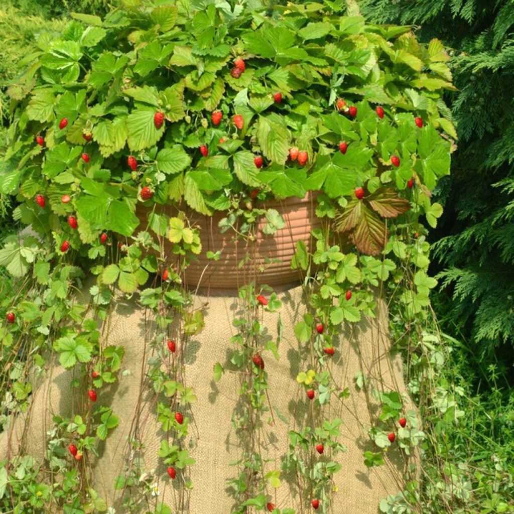 Graines de Fraisier des bois Attila - Fragaria vesca