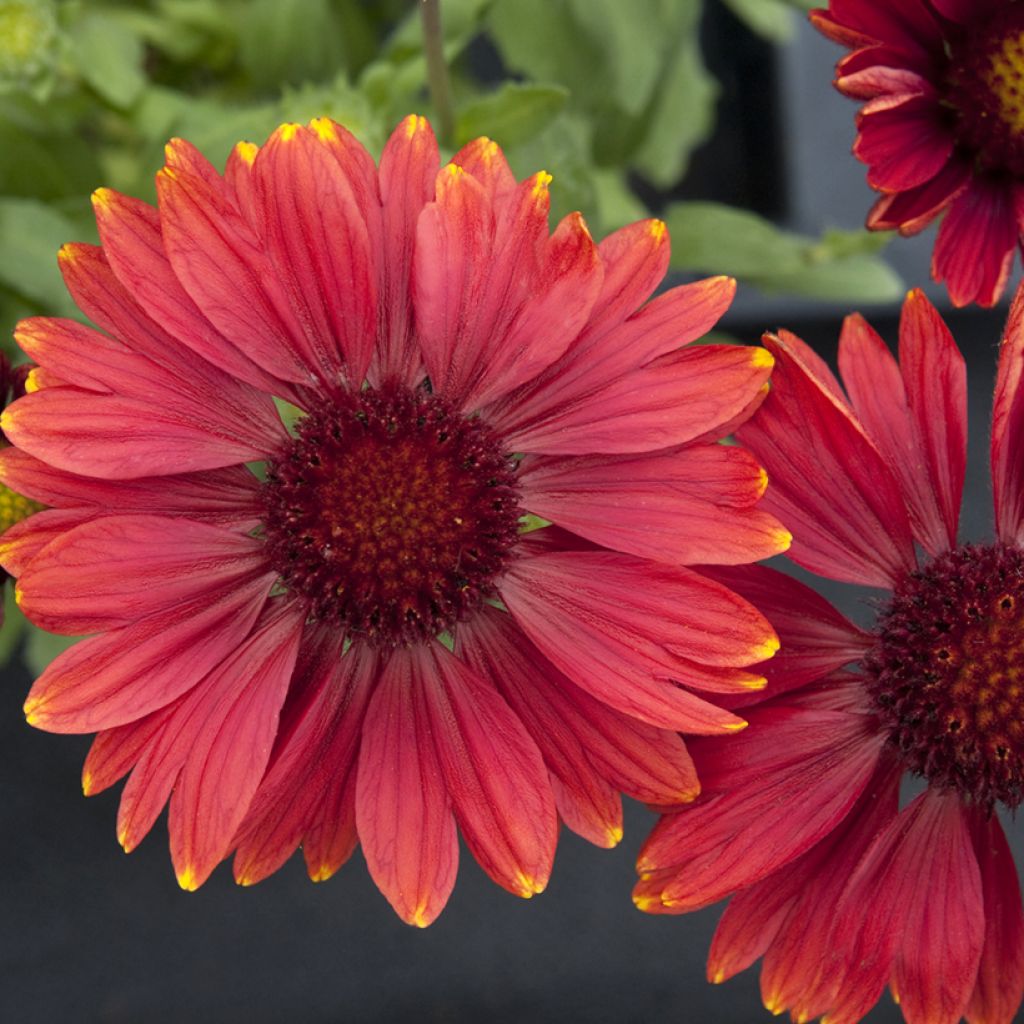 Graines de Gaillarde vivace Arizona Red Shades