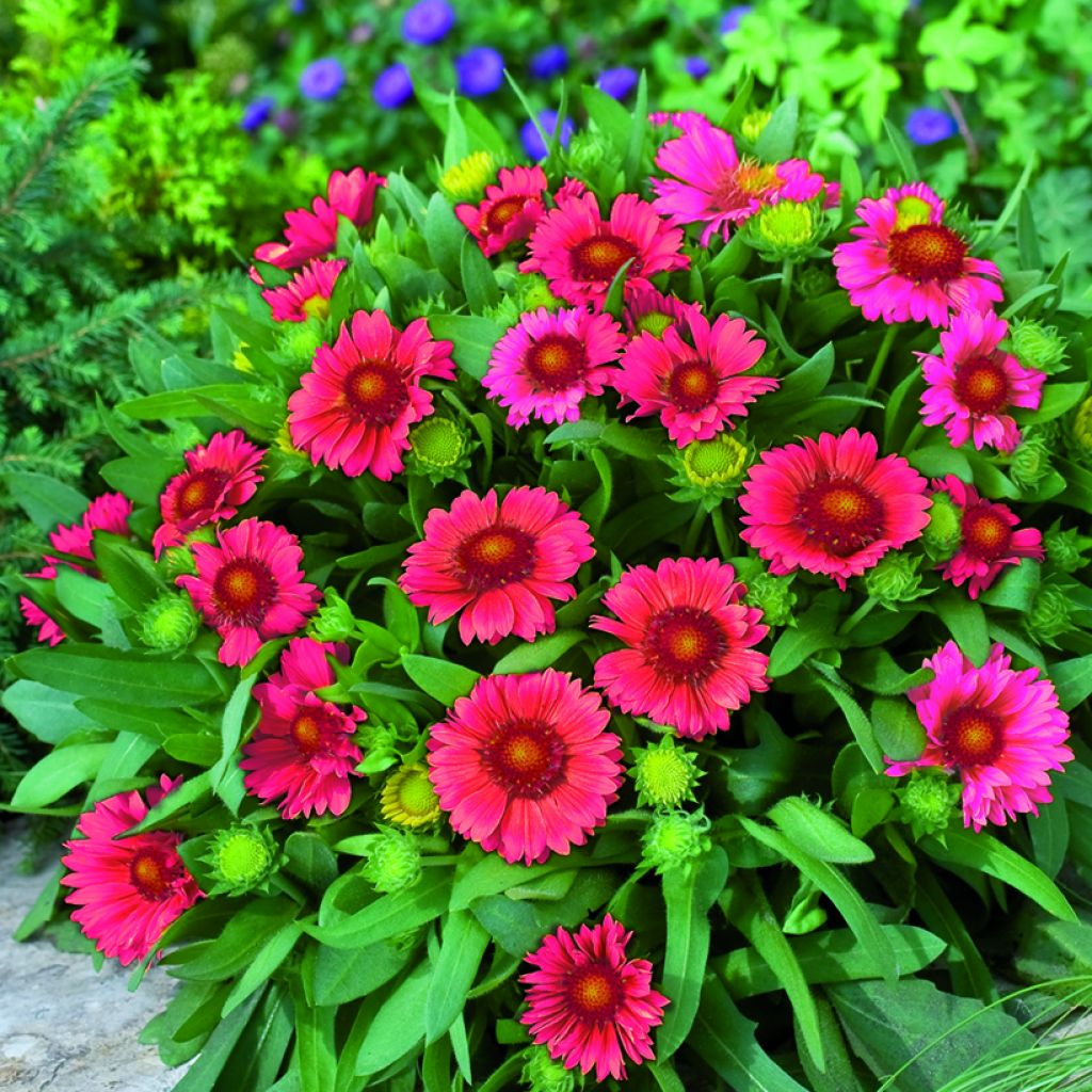 Graines de Gaillarde vivace Arizona Red Shades