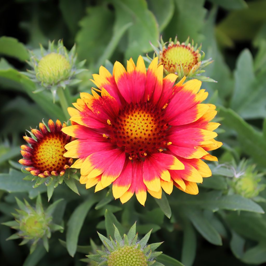 Graines de Gaillarde vivace Arizona Sun 