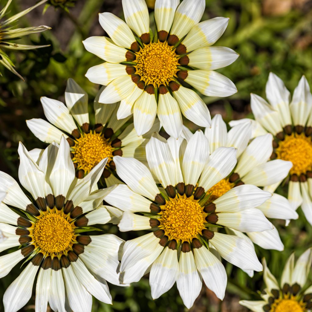 Graines de Gazania Kiss White F1