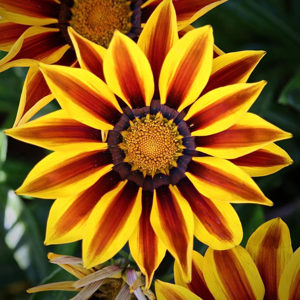 Graines de Gazania Tiger Stripes Mixed 