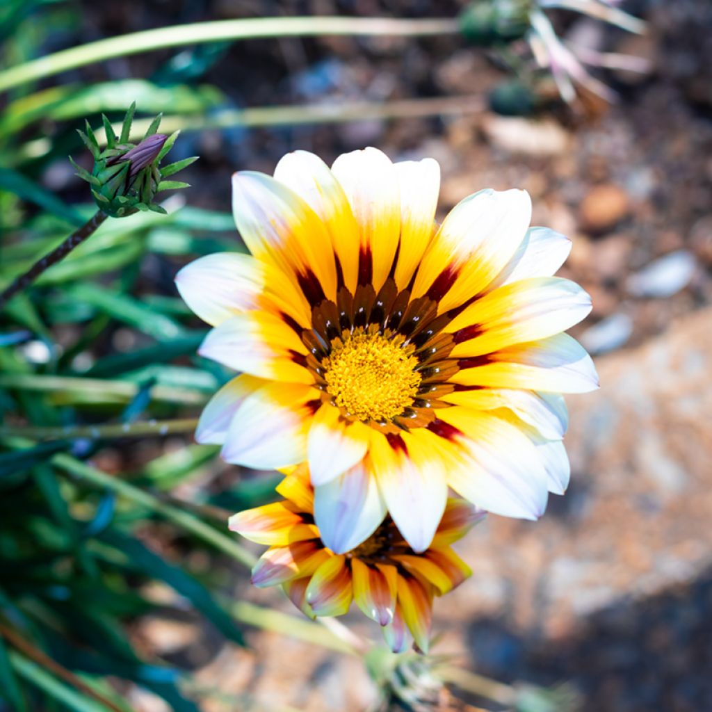 Graines de Gazania Tiger Stripes Mixed 