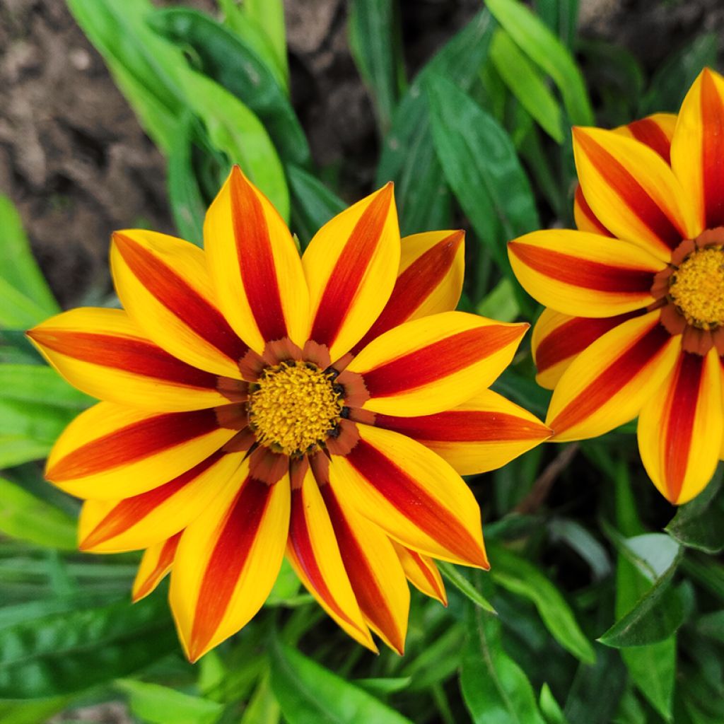 Graines de Gazania Tiger Stripes Mixed 