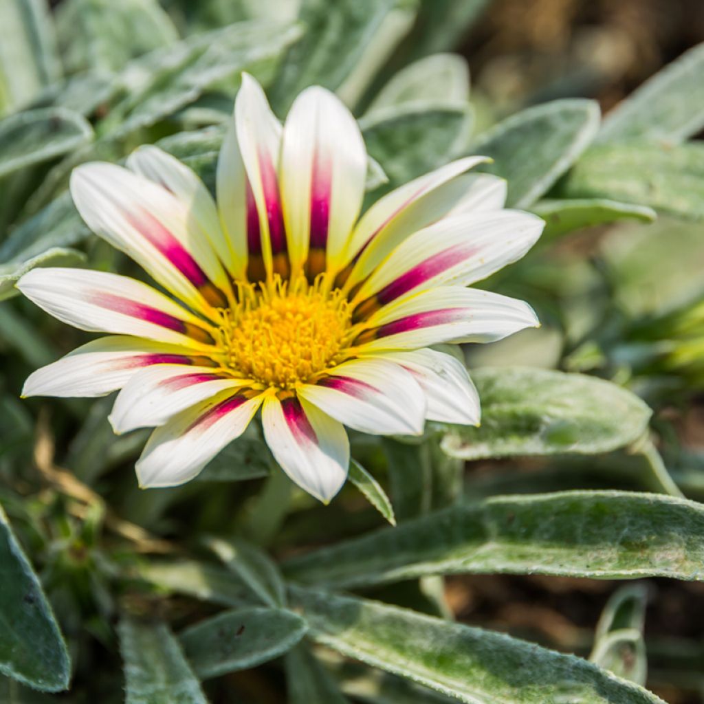 Graines de Gazania Tiger Stripes Mixed 