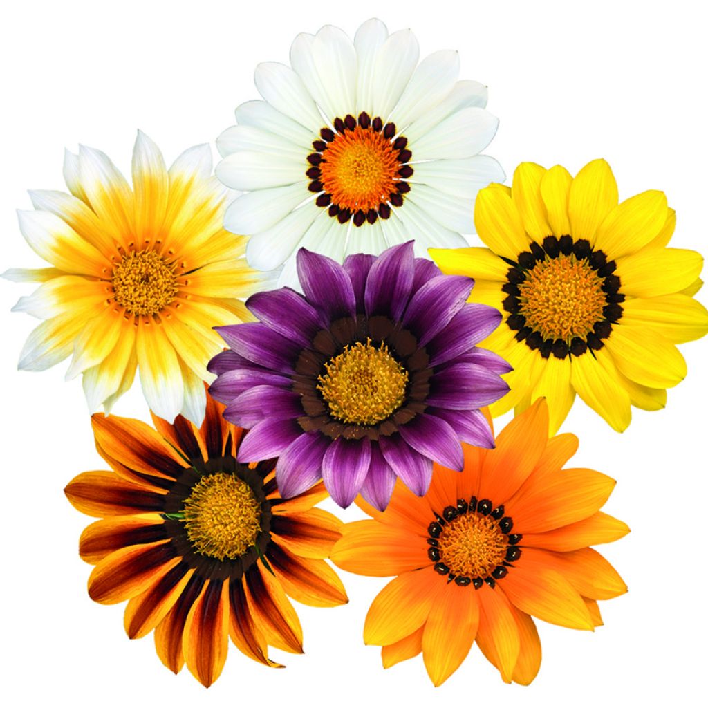 Graines de Gazania Zany F1 Mixture