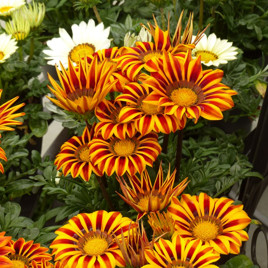 Graines de Gazania Zany F1 Orange Flame